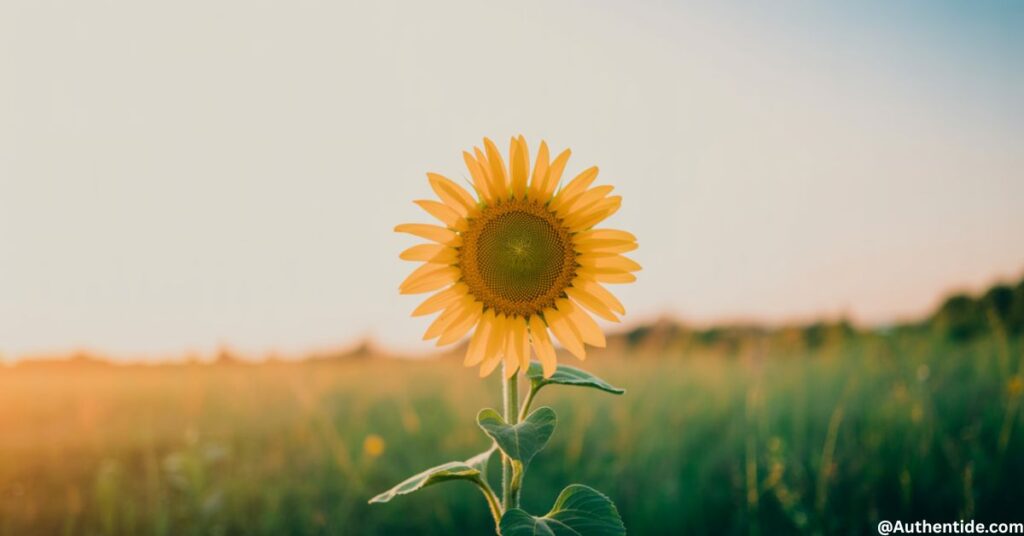 "Sunshine Metaphor"